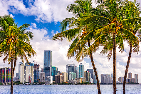 This is a stock photo. In the foreground there are palm trees and looking out onto the Biscayne Bay, there are skyscrapers and the downtown Miami cityscape is in the background.