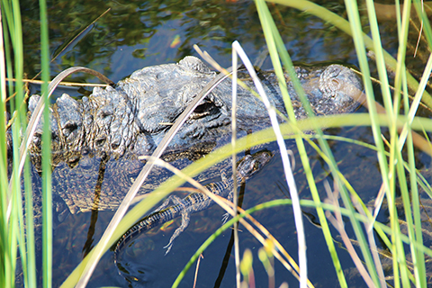 This photo was taken by the University of Miami School of Architecture. It is a close up image of a mother alligator and a baby alligator. The baby alligator is floating close to the mother's head.