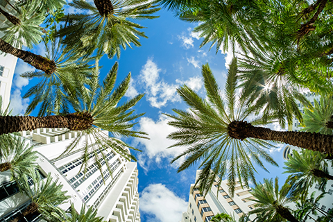 This is a stock photo from Shutterstock. The photo was taken from the ground facing up the sky. There are several palm trees in the picture, and high-rise buildings in the background.